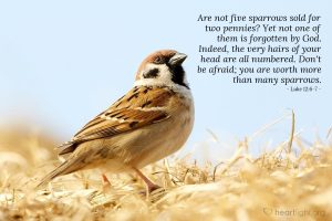 Today’s Verse – Luke 12:6-7